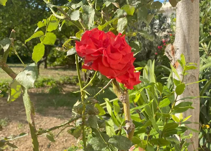 Nikargy Luxury בית נופש *